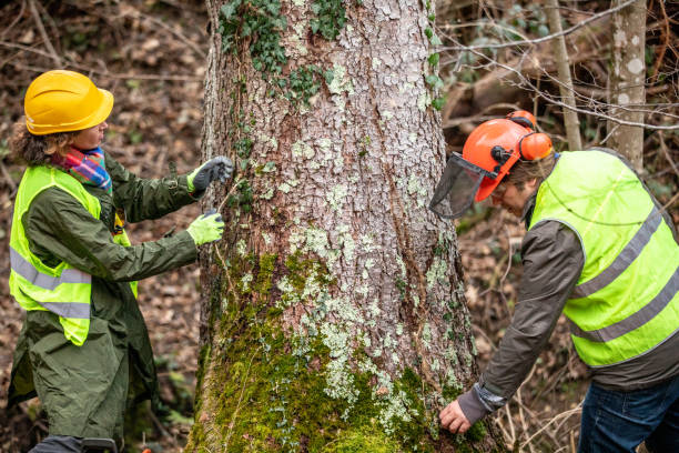 How Our Tree Care Process Works  in  West Swanzey, NH