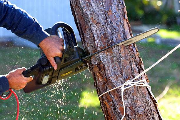 Best Lawn Irrigation Installation and Maintenance  in West Swanzey, NH