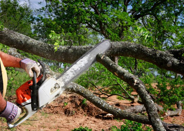 Tree and Shrub Care in West Swanzey, NH